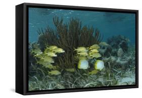 Spotfin Butterflyfish and French Grunt, Half Moon Caye, Lighthouse Reef, Atoll, Belize-Pete Oxford-Framed Stretched Canvas