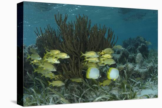 Spotfin Butterflyfish and French Grunt, Half Moon Caye, Lighthouse Reef, Atoll, Belize-Pete Oxford-Stretched Canvas