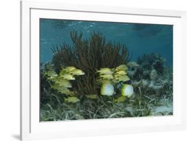 Spotfin Butterflyfish and French Grunt, Half Moon Caye, Lighthouse Reef, Atoll, Belize-Pete Oxford-Framed Photographic Print