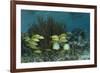 Spotfin Butterflyfish and French Grunt, Half Moon Caye, Lighthouse Reef, Atoll, Belize-Pete Oxford-Framed Photographic Print