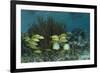 Spotfin Butterflyfish and French Grunt, Half Moon Caye, Lighthouse Reef, Atoll, Belize-Pete Oxford-Framed Photographic Print