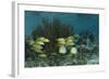 Spotfin Butterflyfish and French Grunt, Half Moon Caye, Lighthouse Reef, Atoll, Belize-Pete Oxford-Framed Photographic Print