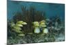 Spotfin Butterflyfish and French Grunt, Half Moon Caye, Lighthouse Reef, Atoll, Belize-Pete Oxford-Mounted Photographic Print