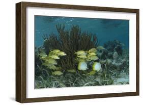 Spotfin Butterflyfish and French Grunt, Half Moon Caye, Lighthouse Reef, Atoll, Belize-Pete Oxford-Framed Photographic Print