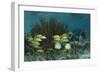 Spotfin Butterflyfish and French Grunt, Half Moon Caye, Lighthouse Reef, Atoll, Belize-Pete Oxford-Framed Photographic Print