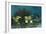 Spotfin Butterflyfish and French Grunt, Half Moon Caye, Lighthouse Reef, Atoll, Belize-Pete Oxford-Framed Photographic Print