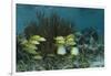 Spotfin Butterflyfish and French Grunt, Half Moon Caye, Lighthouse Reef, Atoll, Belize-Pete Oxford-Framed Photographic Print