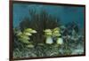 Spotfin Butterflyfish and French Grunt, Half Moon Caye, Lighthouse Reef, Atoll, Belize-Pete Oxford-Framed Photographic Print