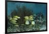 Spotfin Butterflyfish and French Grunt, Half Moon Caye, Lighthouse Reef, Atoll, Belize-Pete Oxford-Framed Photographic Print