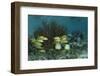 Spotfin Butterflyfish and French Grunt, Half Moon Caye, Lighthouse Reef, Atoll, Belize-Pete Oxford-Framed Photographic Print