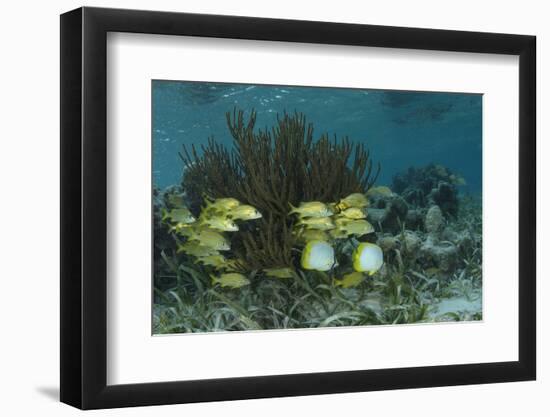 Spotfin Butterflyfish and French Grunt, Half Moon Caye, Lighthouse Reef, Atoll, Belize-Pete Oxford-Framed Photographic Print