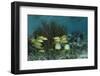 Spotfin Butterflyfish and French Grunt, Half Moon Caye, Lighthouse Reef, Atoll, Belize-Pete Oxford-Framed Photographic Print