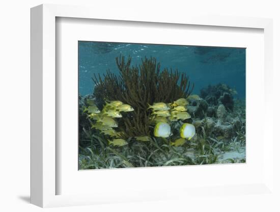 Spotfin Butterflyfish and French Grunt, Half Moon Caye, Lighthouse Reef, Atoll, Belize-Pete Oxford-Framed Photographic Print