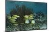 Spotfin Butterflyfish and French Grunt, Half Moon Caye, Lighthouse Reef, Atoll, Belize-Pete Oxford-Mounted Photographic Print