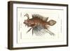 Spotfin Lionfish, Pterois Antennata-Stanghi Stanghi-Framed Giclee Print