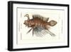 Spotfin Lionfish, Pterois Antennata-Stanghi Stanghi-Framed Giclee Print