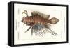 Spotfin Lionfish, Pterois Antennata-Stanghi Stanghi-Framed Stretched Canvas