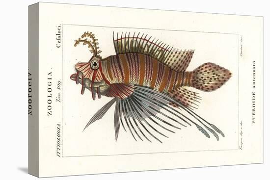 Spotfin Lionfish, Pterois Antennata-Stanghi Stanghi-Stretched Canvas