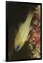 Spotgill Cardinalfish-Hal Beral-Framed Premium Photographic Print