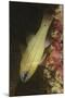 Spotgill Cardinalfish-Hal Beral-Mounted Photographic Print