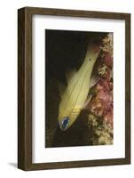 Spotgill Cardinalfish-Hal Beral-Framed Photographic Print