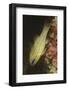 Spotgill Cardinalfish-Hal Beral-Framed Photographic Print