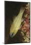 Spotgill Cardinalfish-Hal Beral-Mounted Photographic Print