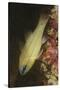 Spotgill Cardinalfish-Hal Beral-Stretched Canvas
