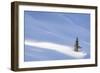 Spotlight on Young Spruce-Michael Blanchette Photography-Framed Giclee Print