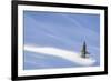 Spotlight on Young Spruce-Michael Blanchette Photography-Framed Giclee Print