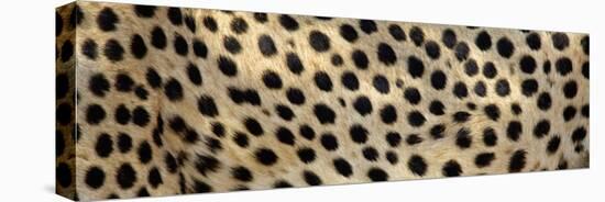 Spots on a Cheetah-null-Stretched Canvas