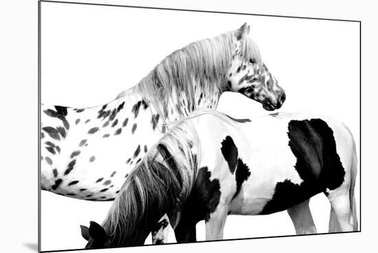 Spotted and Pinto-Samantha Carter-Mounted Art Print