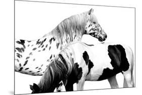 Spotted and Pinto-Samantha Carter-Mounted Art Print