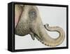 Spotted Asian Elephant 2-Michelle Faber-Framed Stretched Canvas