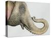 Spotted Asian Elephant 2-Michelle Faber-Stretched Canvas