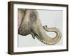 Spotted Asian Elephant 2-Michelle Faber-Framed Giclee Print