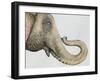 Spotted Asian Elephant 2-Michelle Faber-Framed Giclee Print