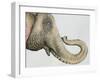 Spotted Asian Elephant 2-Michelle Faber-Framed Giclee Print