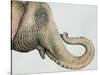Spotted Asian Elephant 2-Michelle Faber-Stretched Canvas