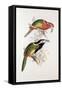 Spotted Bill Aracari-Edward Lear-Framed Stretched Canvas