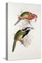 Spotted Bill Aracari-Edward Lear-Stretched Canvas