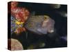 Spotted Boxfish, Banda Sea, Indonesia-Stuart Westmoreland-Stretched Canvas