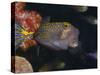 Spotted Boxfish, Banda Sea, Indonesia-Stuart Westmoreland-Stretched Canvas