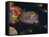 Spotted Boxfish, Banda Sea, Indonesia-Stuart Westmoreland-Framed Stretched Canvas