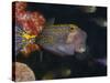 Spotted Boxfish, Banda Sea, Indonesia-Stuart Westmoreland-Stretched Canvas