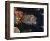 Spotted Boxfish, Banda Sea, Indonesia-Stuart Westmoreland-Framed Photographic Print