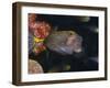 Spotted Boxfish, Banda Sea, Indonesia-Stuart Westmoreland-Framed Photographic Print