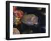 Spotted Boxfish, Banda Sea, Indonesia-Stuart Westmoreland-Framed Photographic Print