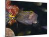 Spotted Boxfish, Banda Sea, Indonesia-Stuart Westmoreland-Mounted Photographic Print