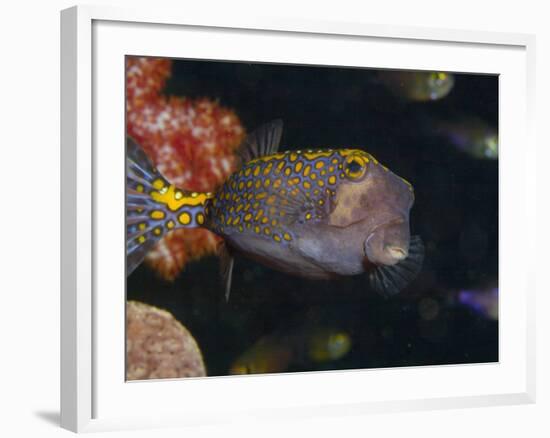 Spotted Boxfish, Banda Sea, Indonesia-Stuart Westmoreland-Framed Photographic Print